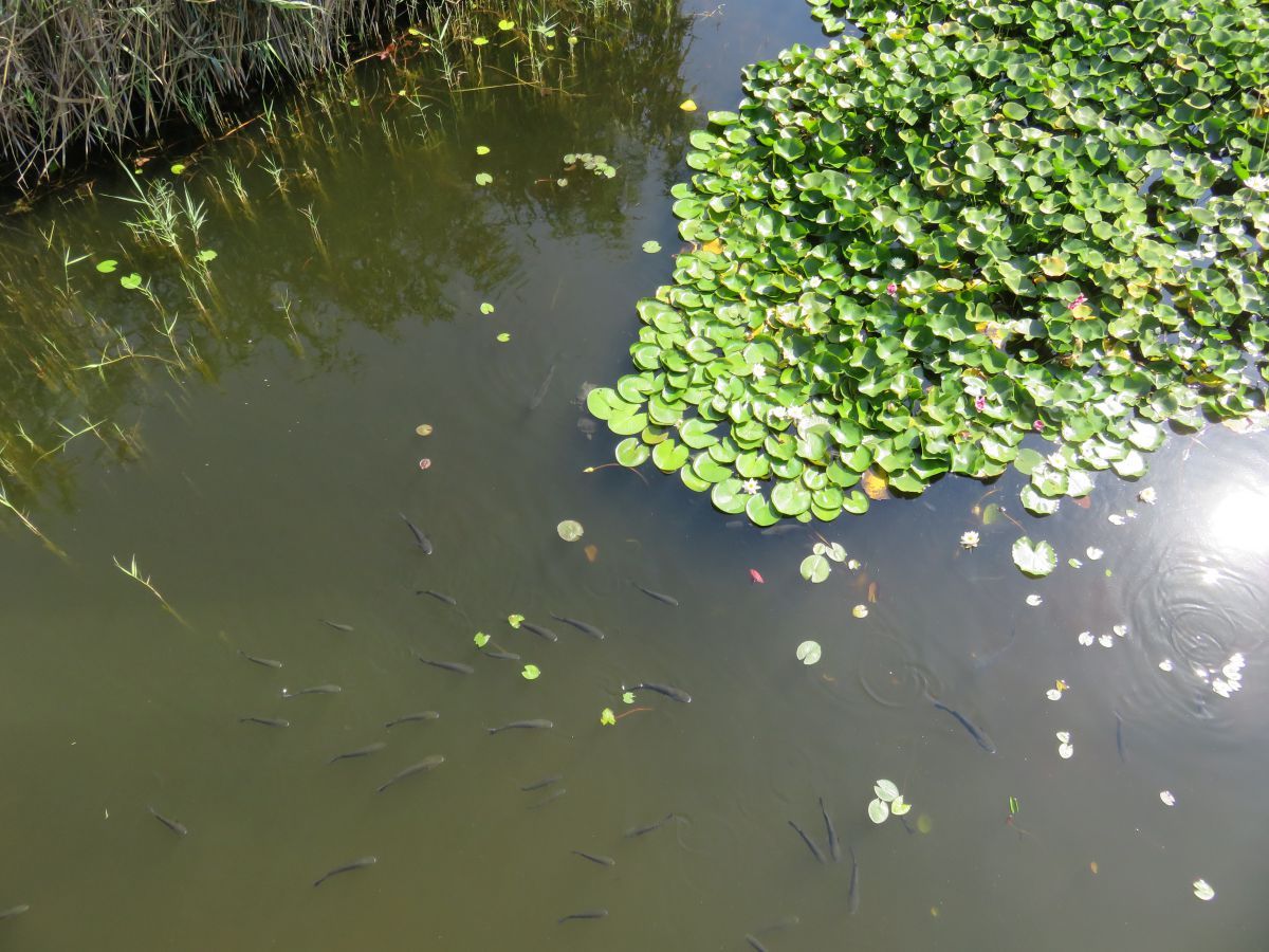 imagini hotel jiva beach fethiye